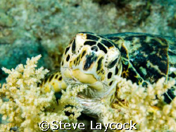 Hawksbill turtle, feeding on soft coral. The camouflage i... by Steve Laycock 